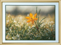 Набір картина стразами Чарівна Мить КС-178 "Ранкова роса"