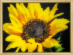 Готовая картина стразами КС-161 "Солнечный цветок". Каталог товарів. Готова продукція. Картини стразами