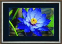 Набір картина стразами Crystal Art КС-1019 "Синій лотос"