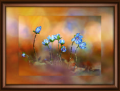 Набір картина стразами Crystal Art КС-1069 "Лісові квіти"