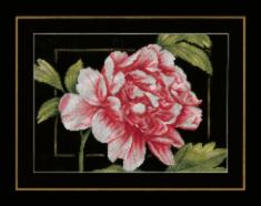 PN-0155749 Набір для вишивки Рожева троянда, 33х24, аїда 14, рахунковий хрест LanArte
