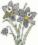 XBW7 Набір для вишивання хрестом Blackwork Daffodil "Нарцис" Bothy Threads 