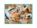 65056 Набор для вышивания крестом DIMENSIONS Beguiling Tiger "Притягательный тигр". Каталог товарів. Набори