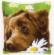PN-0153855 Набор для вышивания крестом (подушка) Vervaco Chocolate Labrador "Шоколадный лабрадор". Каталог товарів. Набори