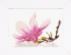 PN-0008162 Набор для вышивки крестом LanArte Magnolia Twig with Flower "Веточка магнолии". Каталог товарів. Набори