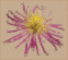 Набор для бисероплетения Чарівна Мить БП-136 "Солнечный цветок". Каталог товарів. Набори